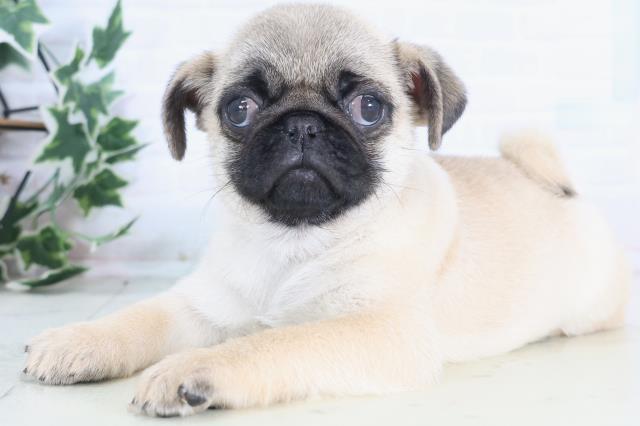 岡山県のパグ (Coo&RIKU岡山店/2025年12月8日生まれ/男の子/フォーン)の子犬の3枚目の画像