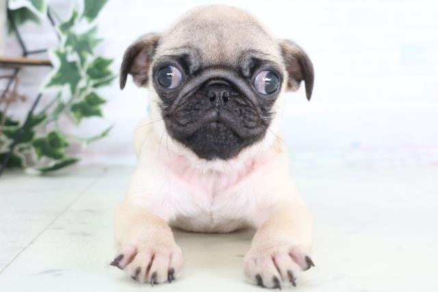 福岡県のパグ (Coo&RIKU福岡東店/2025年12月8日生まれ/男の子/フォーン)の子犬の1枚目の画像