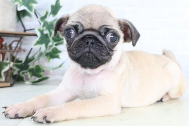 福岡県のパグ (Coo&RIKU福岡東店/2025年12月8日生まれ/男の子/フォーン)の子犬の3枚目の画像