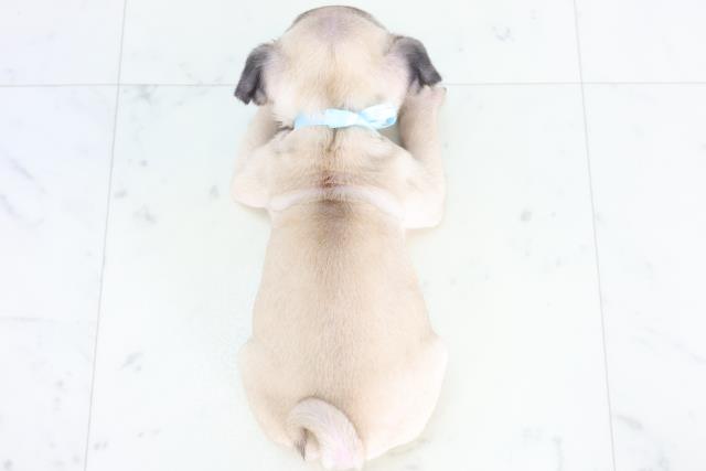 福岡県のパグ (Coo&RIKU福岡東店/2025年12月8日生まれ/男の子/フォーン)の子犬の4枚目の画像