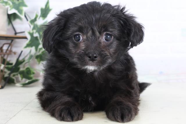 香川県のチワプー/プーチー(チワワ×プードル) (Coo&RIKU高松上福岡店/2025年12月10日生まれ/男の子/ブラックホワイト)の子犬の1枚目の画像