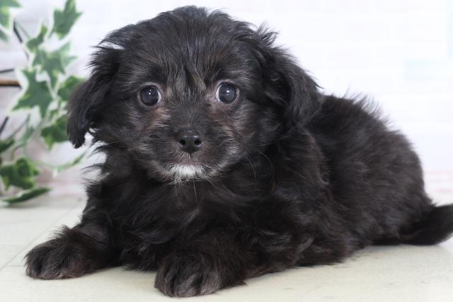 香川県のチワプー/プーチー(チワワ×プードル) (Coo&RIKU高松上福岡店/2025年12月10日生まれ/男の子/ブラックホワイト)の子犬の3枚目の画像