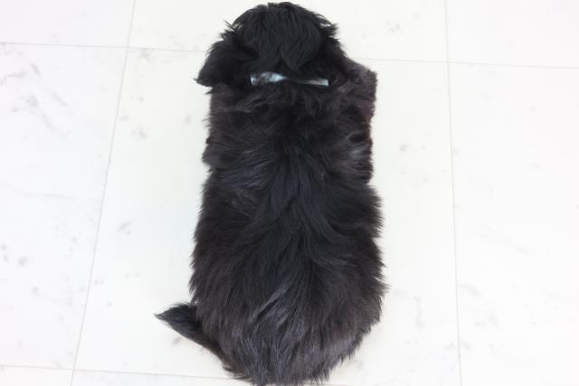 香川県のチワプー/プーチー(チワワ×プードル) (Coo&RIKU高松上福岡店/2025年12月10日生まれ/男の子/ブラックホワイト)の子犬の4枚目の画像