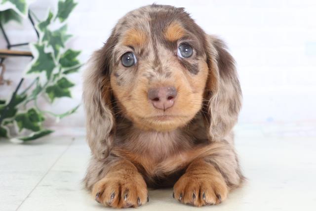 広島県のミニチュアダックスフンド(ロング) (Coo&RIKU広島北店/2025年12月15日生まれ/男の子/チョコレートダップル)の子犬の1枚目の画像