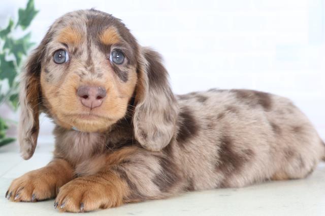 広島県のミニチュアダックスフンド(ロング) (Coo&RIKU広島北店/2025年12月15日生まれ/男の子/チョコレートダップル)の子犬の3枚目の画像