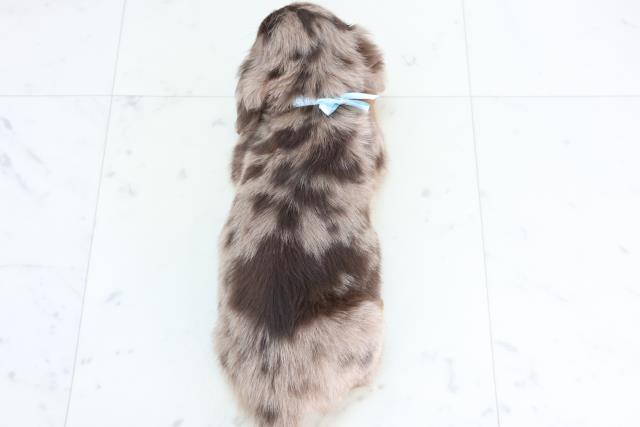 広島県のミニチュアダックスフンド(ロング) (Coo&RIKU広島北店/2025年12月15日生まれ/男の子/チョコレートダップル)の子犬の4枚目の画像