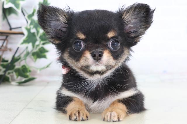 岡山県のチワワ(ロング) (Coo&RIKU岡山店/2025年12月12日生まれ/女の子/ブラックタンホワイト)の子犬の1枚目の画像