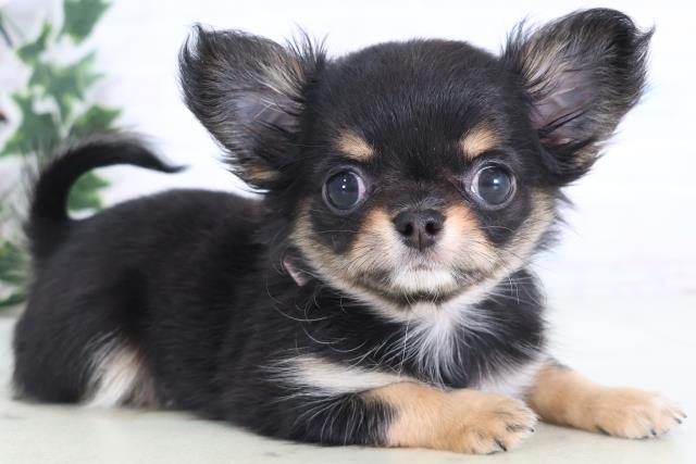 岡山県のチワワ(ロング) (Coo&RIKU岡山店/2025年12月12日生まれ/女の子/ブラックタンホワイト)の子犬の2枚目の画像