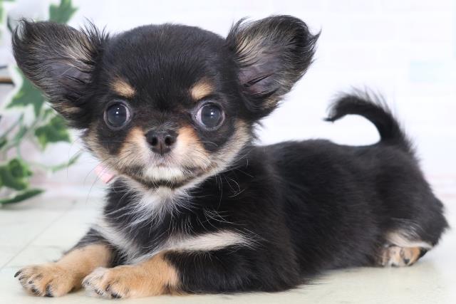 岡山県のチワワ(ロング) (Coo&RIKU岡山店/2025年12月12日生まれ/女の子/ブラックタンホワイト)の子犬の3枚目の画像