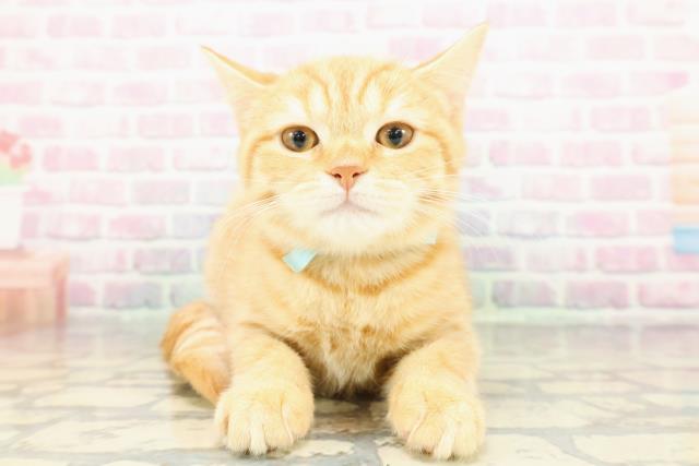 神奈川県のスコティッシュフォールド (Coo&RIKU秦野店/2025年11月5日生まれ/男の子/レッドタビー)の子猫の1枚目の画像