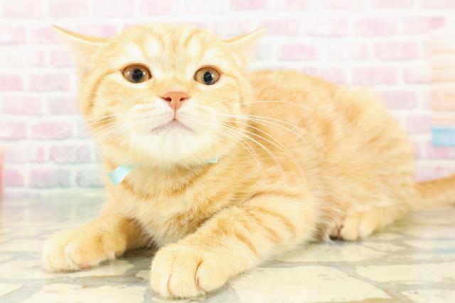 神奈川県のスコティッシュフォールド (Coo&RIKU秦野店/2025年11月5日生まれ/男の子/レッドタビー)の子猫の2枚目の画像