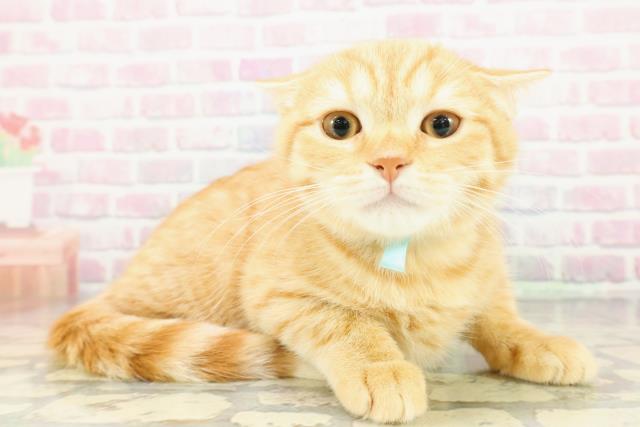 神奈川県のスコティッシュフォールド (Coo&RIKU秦野店/2025年11月5日生まれ/男の子/レッドタビー)の子猫の3枚目の画像