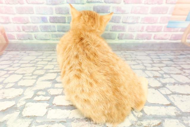 神奈川県のスコティッシュフォールド (Coo&RIKU秦野店/2025年11月5日生まれ/男の子/レッドタビー)の子猫の4枚目の画像