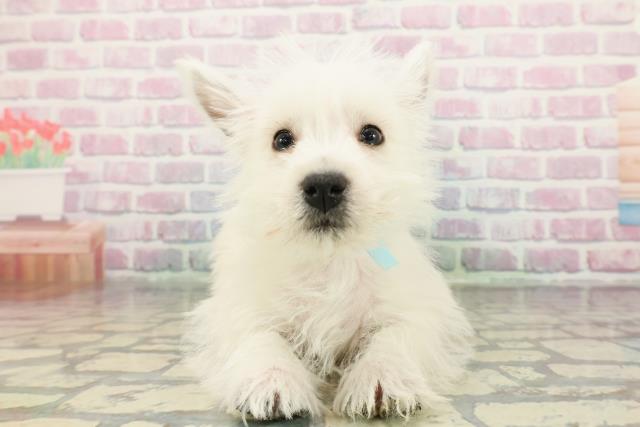 静岡県のウエストハイランドホワイトテリア (Coo&RIKU静岡SBS通り店/2025年12月14日生まれ/男の子/ホワイト)の子犬の1枚目の画像
