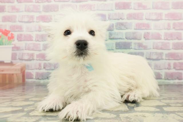 静岡県のウエストハイランドホワイトテリア (Coo&RIKU静岡SBS通り店/2025年12月14日生まれ/男の子/ホワイト)の子犬の2枚目の画像