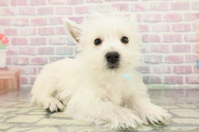 静岡県のウエストハイランドホワイトテリア (Coo&RIKU静岡SBS通り店/2025年12月14日生まれ/男の子/ホワイト)の子犬の3枚目の画像