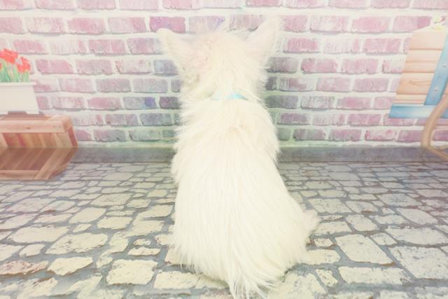 静岡県のウエストハイランドホワイトテリア (Coo&RIKU静岡SBS通り店/2025年12月14日生まれ/男の子/ホワイト)の子犬の4枚目の画像