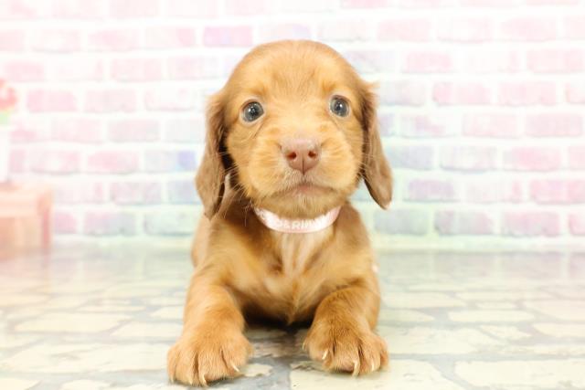 神奈川県のミニチュアダックスフンド(ロング) (Coo&RIKU日吉店/2025年12月13日生まれ/女の子/チョコレートタン)の子犬の1枚目の画像