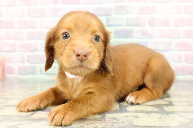 神奈川県のミニチュアダックスフンド(ロング) (Coo&RIKU日吉店/2025年12月13日生まれ/女の子/チョコレートタン)の子犬の2枚目の画像