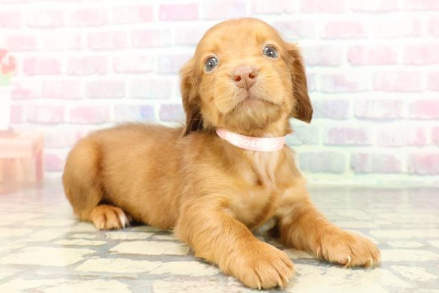 神奈川県のミニチュアダックスフンド(ロング) (Coo&RIKU日吉店/2025年12月13日生まれ/女の子/チョコレートタン)の子犬の3枚目の画像