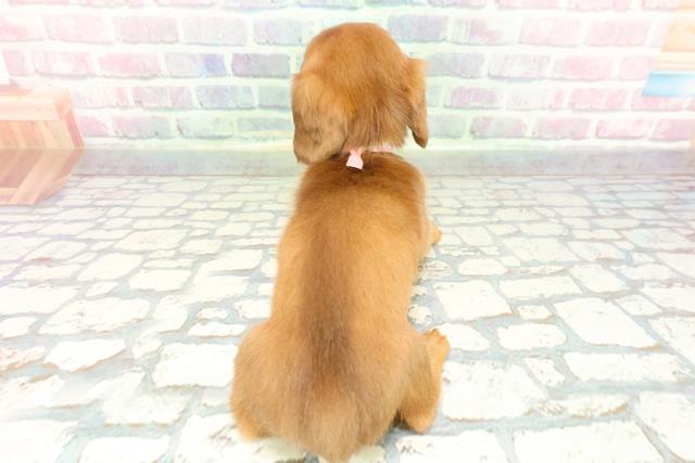 神奈川県のミニチュアダックスフンド(ロング) (Coo&RIKU日吉店/2025年12月13日生まれ/女の子/チョコレートタン)の子犬の4枚目の画像