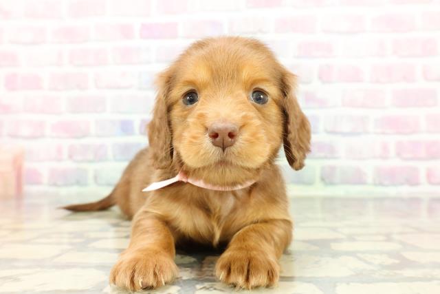 神奈川県のミニチュアダックスフンド(ロング) (Coo&RIKU江の島店/2025年12月13日生まれ/女の子/チョコレートタン)の子犬の1枚目の画像