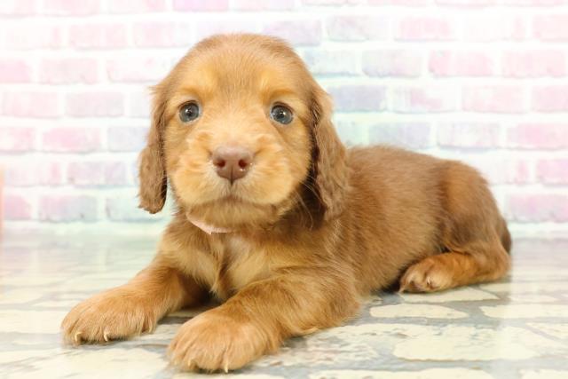 神奈川県のミニチュアダックスフンド(ロング) (Coo&RIKU江の島店/2025年12月13日生まれ/女の子/チョコレートタン)の子犬の2枚目の画像