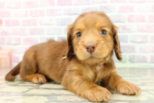 神奈川県のミニチュアダックスフンド(ロング) (Coo&RIKU江の島店/2025年12月13日生まれ/女の子/チョコレートタン)の子犬の3枚目の画像