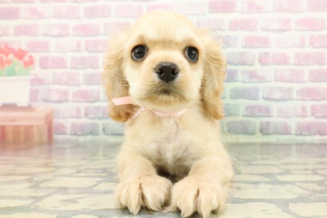 埼玉県のアメリカンコッカースパニエル (Coo&RIKU所沢店/2025年12月7日生まれ/女の子/バフ)の子犬の1枚目の画像