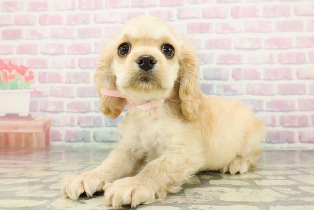 埼玉県のアメリカンコッカースパニエル (Coo&RIKU所沢店/2025年12月7日生まれ/女の子/バフ)の子犬の2枚目の画像