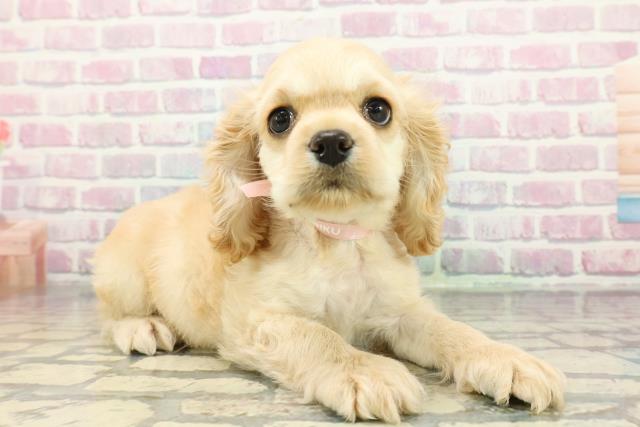 埼玉県のアメリカンコッカースパニエル (Coo&RIKU所沢店/2025年12月7日生まれ/女の子/バフ)の子犬の3枚目の画像