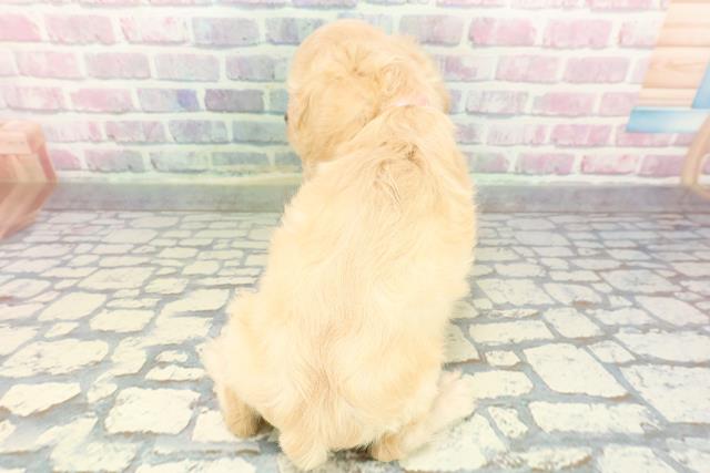 埼玉県のアメリカンコッカースパニエル (Coo&RIKU所沢店/2025年12月7日生まれ/女の子/バフ)の子犬の4枚目の画像