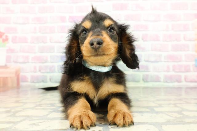 静岡県のカニンヘンダックスフンド(ロング) (Coo&RIKU藤枝店/2025年12月16日生まれ/男の子/ブラックタン)の子犬の1枚目の画像