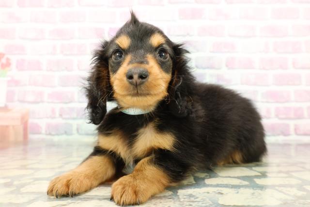 静岡県のカニンヘンダックスフンド(ロング) (Coo&RIKU藤枝店/2025年12月16日生まれ/男の子/ブラックタン)の子犬の2枚目の画像