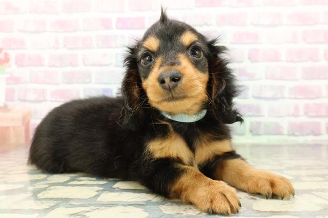 静岡県のカニンヘンダックスフンド(ロング) (Coo&RIKU藤枝店/2025年12月16日生まれ/男の子/ブラックタン)の子犬の3枚目の画像