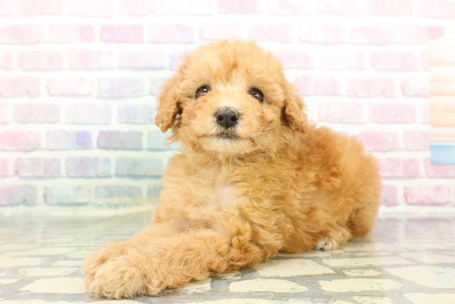 東京都のトイプードル(トイ) (Coo&RIKU江戸川店/2025年12月14日生まれ/女の子/アプリコット)の子犬の2枚目の画像