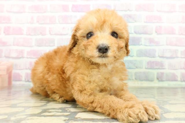 東京都のトイプードル(トイ) (Coo&RIKU江戸川店/2025年12月14日生まれ/女の子/アプリコット)の子犬の3枚目の画像