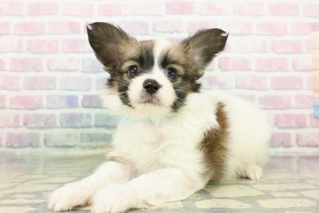 静岡県のパピヨン (Coo&RIKU静岡SBS通り店/2025年12月14日生まれ/男の子/ホワイトブラウン)の子犬の2枚目の画像