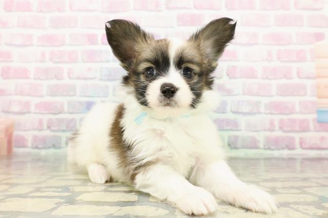 静岡県のパピヨン (Coo&RIKU静岡SBS通り店/2025年12月14日生まれ/男の子/ホワイトブラウン)の子犬の3枚目の画像