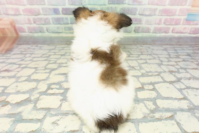 静岡県のパピヨン (Coo&RIKU静岡SBS通り店/2025年12月14日生まれ/男の子/ホワイトブラウン)の子犬の4枚目の画像