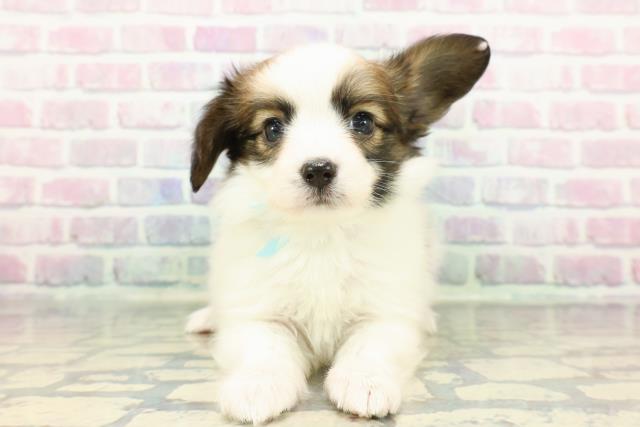 神奈川県のパピヨン (Coo&RIKU相模原店/2025年12月14日生まれ/男の子/ホワイトブラウン)の子犬