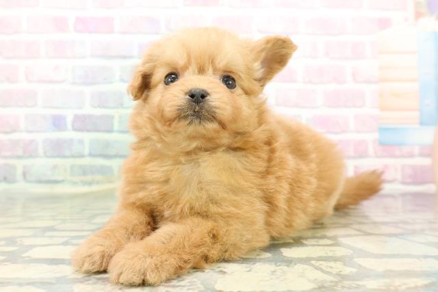 静岡県のポメプー(ポメラニアン×プードル) (Coo&RIKU浜松店/2025年12月17日生まれ/女の子/アプリコット)の子犬の2枚目の画像