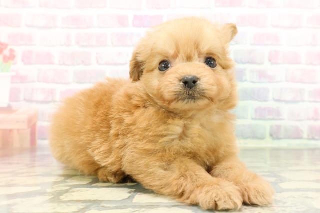 静岡県のポメプー(ポメラニアン×プードル) (Coo&RIKU浜松店/2025年12月17日生まれ/女の子/アプリコット)の子犬の3枚目の画像