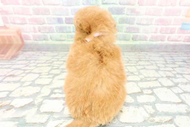 静岡県のポメプー(ポメラニアン×プードル) (Coo&RIKU浜松店/2025年12月17日生まれ/女の子/アプリコット)の子犬の4枚目の画像