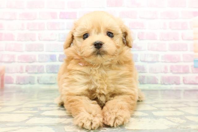 静岡県のポメプー(ポメラニアン×プードル) (Coo&RIKU静岡SBS通り店/2025年12月17日生まれ/女の子/アプリコット)の子犬の1枚目の画像