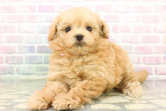 静岡県のポメプー(ポメラニアン×プードル) (Coo&RIKU静岡SBS通り店/2025年12月17日生まれ/女の子/アプリコット)の子犬の2枚目の画像