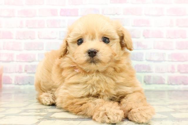 静岡県のポメプー(ポメラニアン×プードル) (Coo&RIKU静岡SBS通り店/2025年12月17日生まれ/女の子/アプリコット)の子犬の3枚目の画像