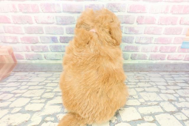 静岡県のポメプー(ポメラニアン×プードル) (Coo&RIKU静岡SBS通り店/2025年12月17日生まれ/女の子/アプリコット)の子犬の4枚目の画像