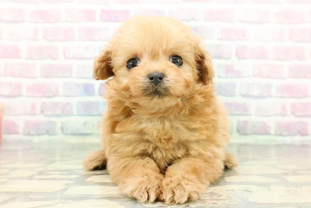 東京都のポメプー(ポメラニアン×プードル) (Coo&RIKU三軒茶屋店/2025年12月17日生まれ/女の子/アプリコット)の子犬の1枚目の画像