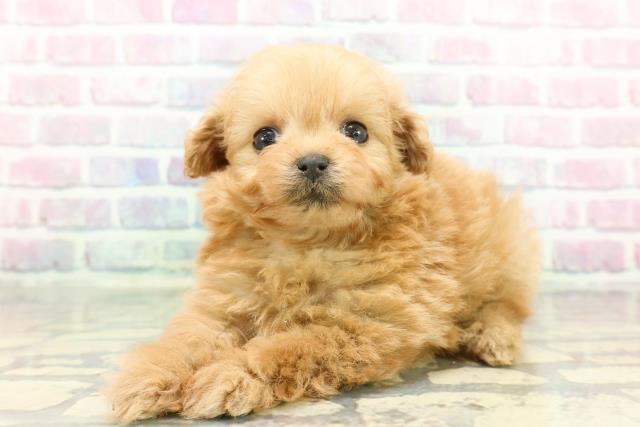 東京都のポメプー(ポメラニアン×プードル) (Coo&RIKU三軒茶屋店/2025年12月17日生まれ/女の子/アプリコット)の子犬の2枚目の画像